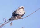 Rough-legged Buzzard ©  Pandion Wild Tours