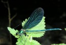 Calopteryx virgo male ©  S. Beshkov