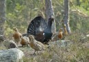 Capercaillie © V.Pochekanski