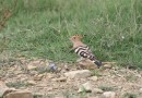 Hoopoe ©  J.Lidster