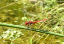 Crocothemis erythraea male ©  S. Beshkov