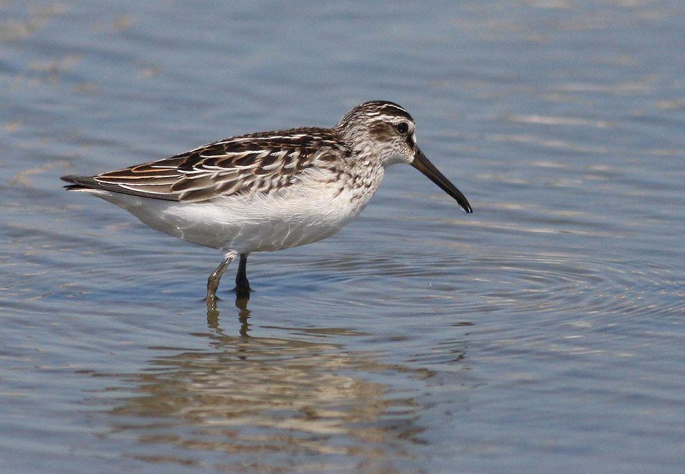 Spring Birding Tour (Bulgaria & Greece)