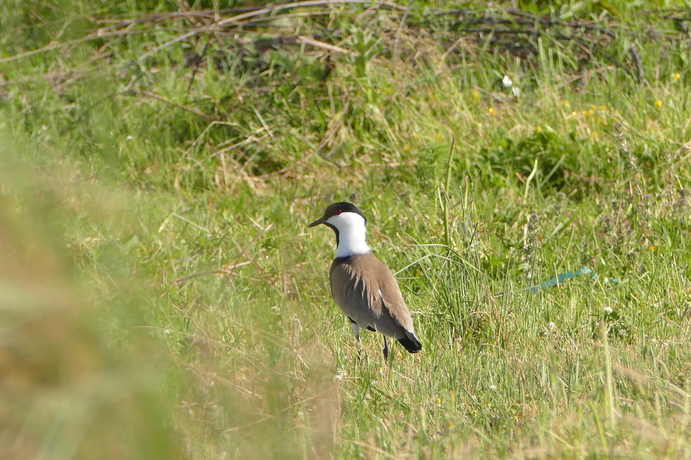 Spring Birding Tour (Bulgaria & Greece)