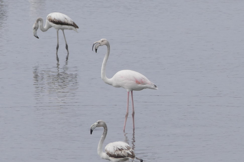 Vogelbeobachtungstour in Bulgarien und Griechenland