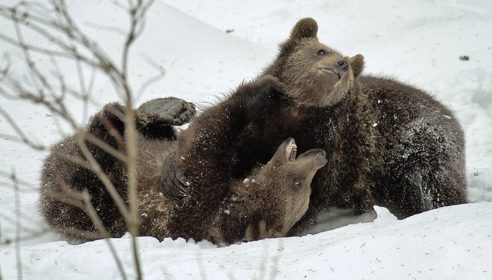 Brown Bears & Large mammals & Birds