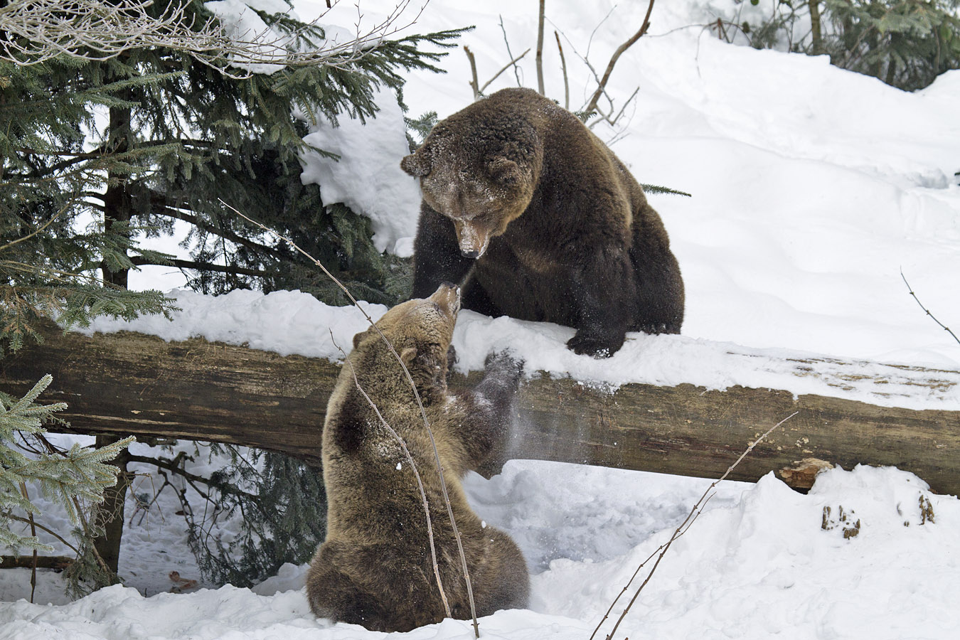 Brown Bears & Large mammals & Birds