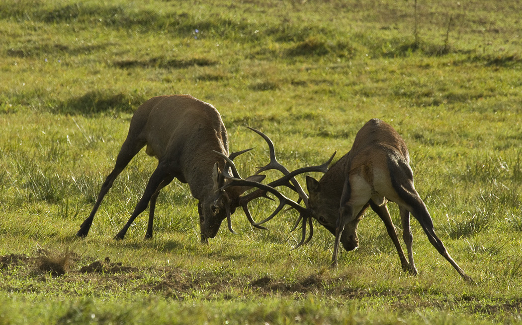 Brown Bears & Large mammals & Birds