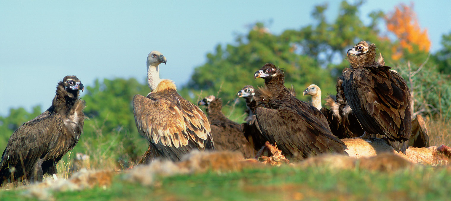 Mauerläufer und Geier