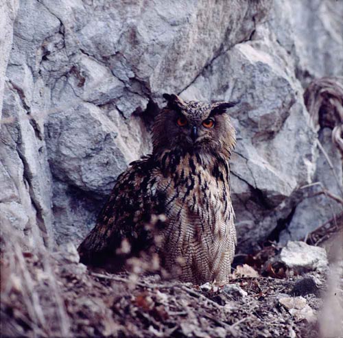 Spring Birding Tour (Bulgaria)