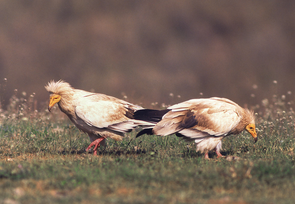 Mauerläufer und Geier