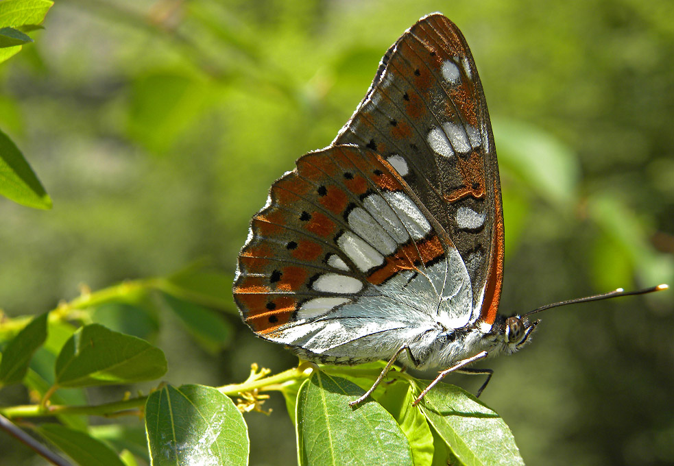 June Butterfly tour (Bulgaria)