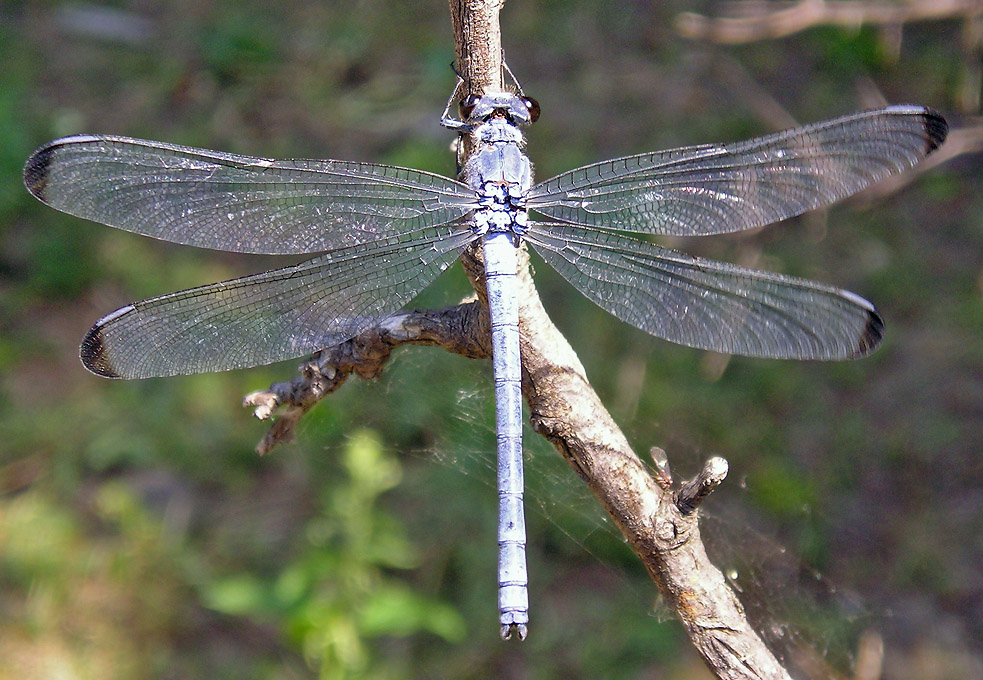 Dragonflies of Dobrudzha Area and Black-Sea Coast (Bulgaria)