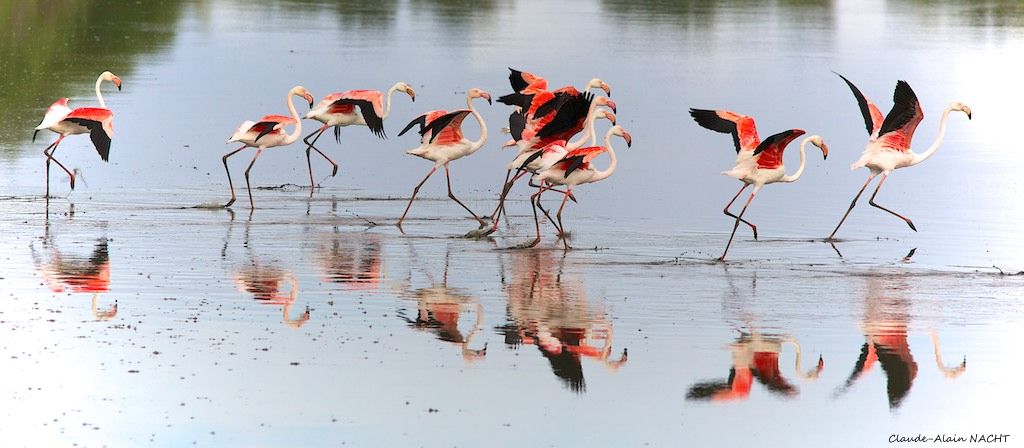 Dream Birding in South-West Spain  -NEW-  