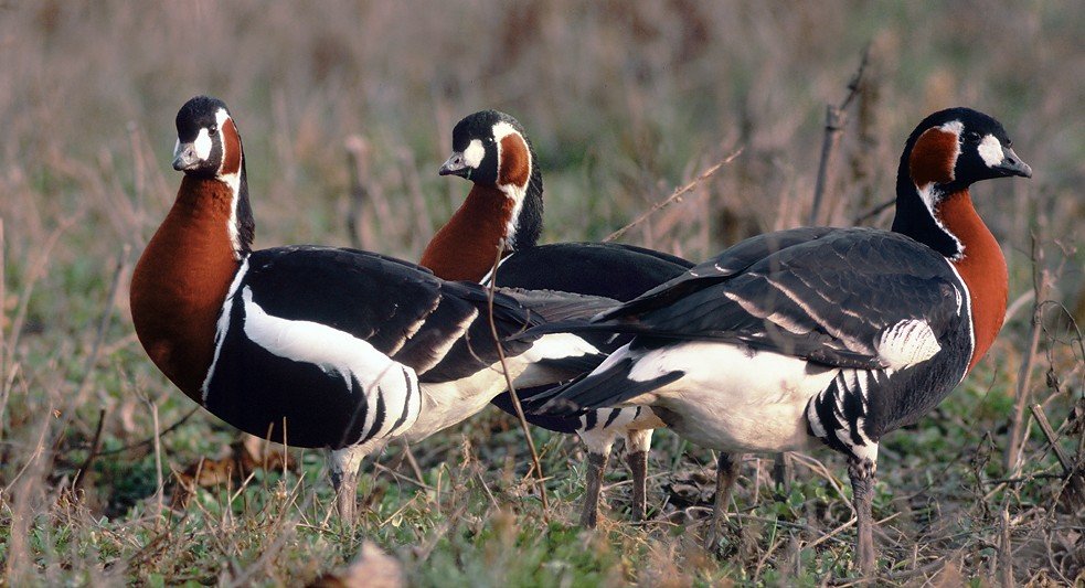 Winterliche Vogelbeobachtungstour in Bulgarien 