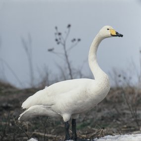 Winterliche Vogelbeobachtungstour in Bulgarien 