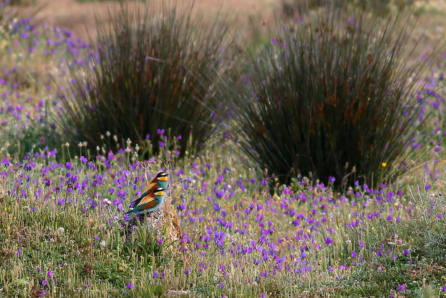 Dream Birding in South-West Spain -NEW-
