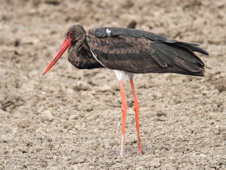 Dream Birding in South-West Spain -NEW-