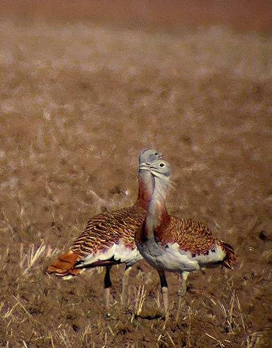 Dream Birding in South-West Spain -NEW-