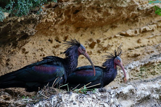Dream Birding in South-West Spain -NEW-