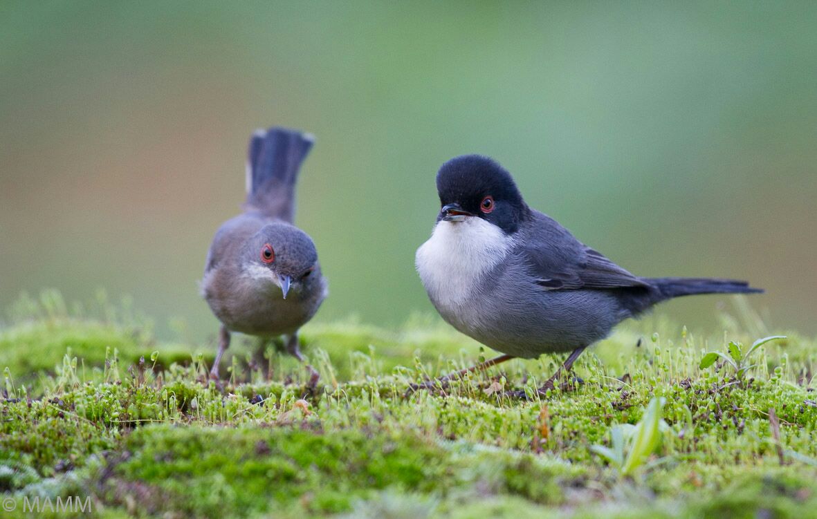 Dream Birding in South-West Spain -NEW-