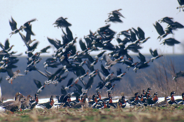 Red-breasted Goose Short Tour (Bulgaria) -NEW-