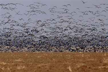 Red-breasted Goose Short Tour (Bulgaria) -NEW-