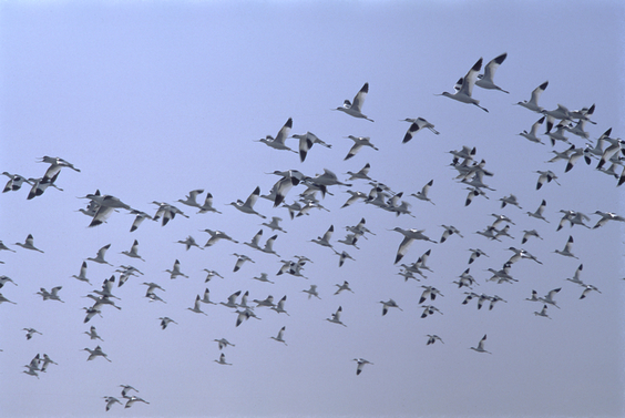 Red-breasted Goose Short Tour (Bulgaria) -NEW-