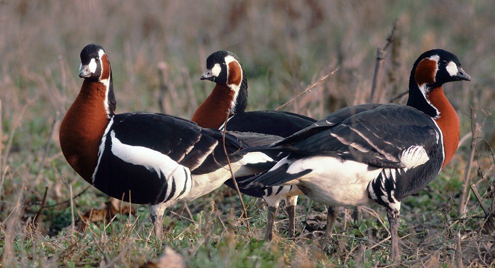 Winter birding tour (Bulgaria)