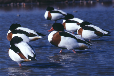 Red-breasted Goose Short Tour (Bulgaria) -NEW-