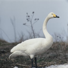 Red-breasted Goose Short Tour (Bulgaria) -NEW-